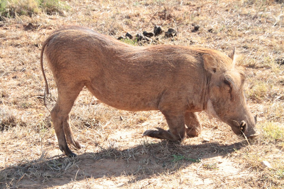 Südafrika - Addo - Warthog