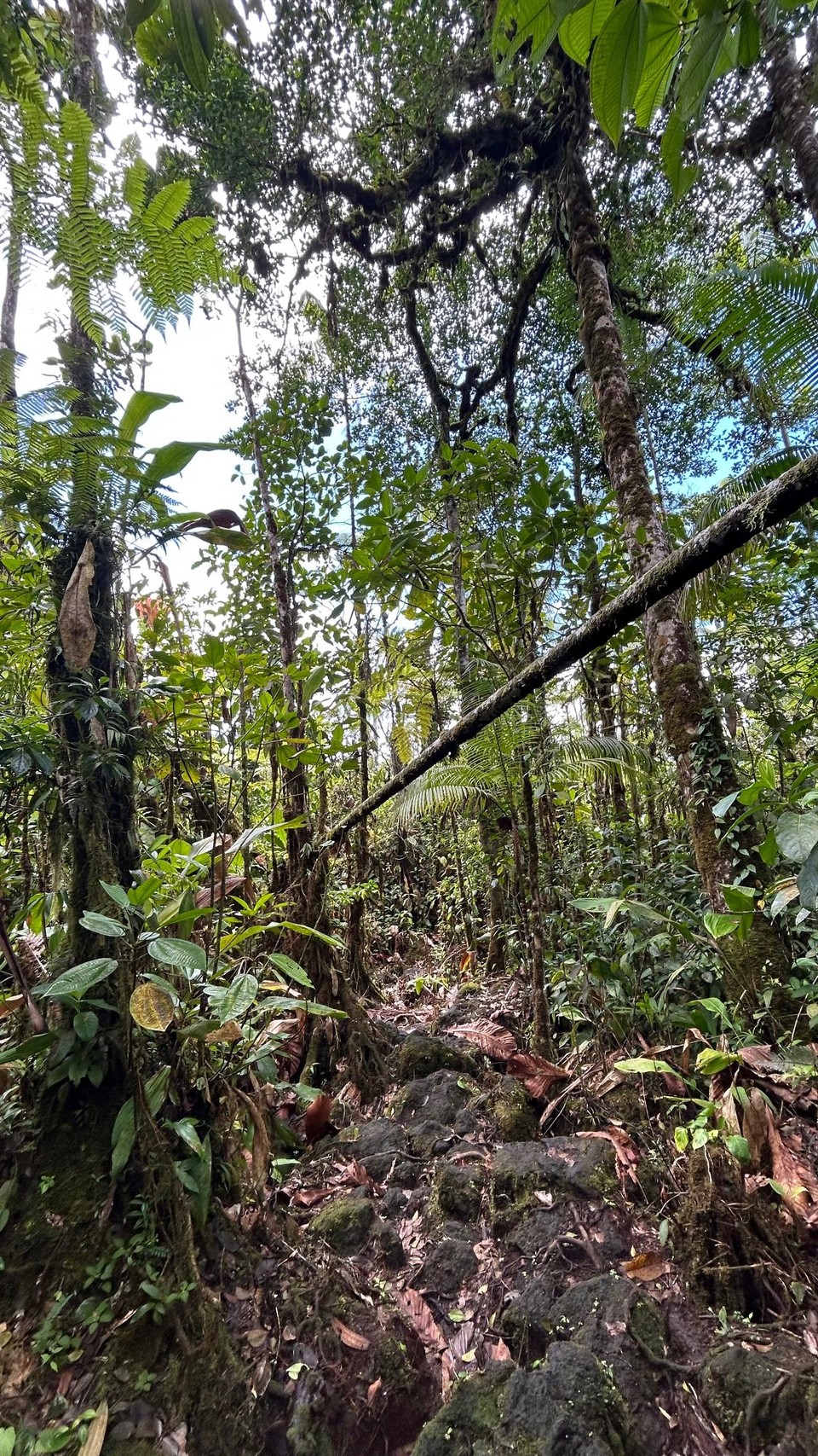 Costa Rica - La Fortuna - 
