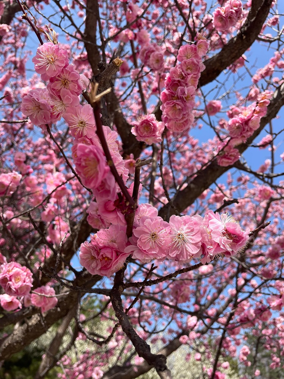 China - Xi'an - Cherry Blossom Season 🌸