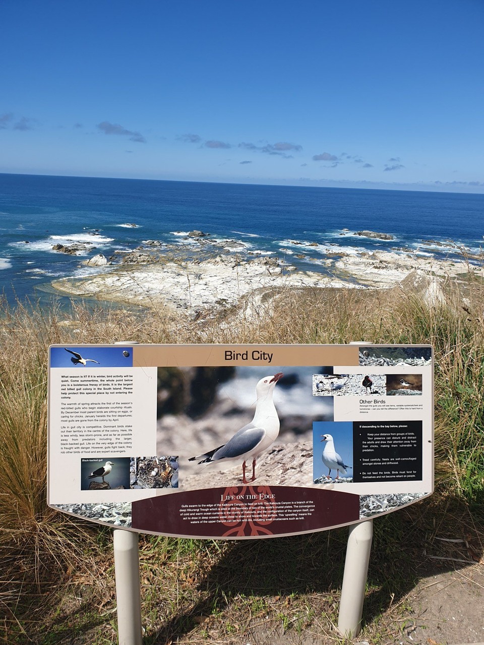 Neuseeland - Kaikoura - 
