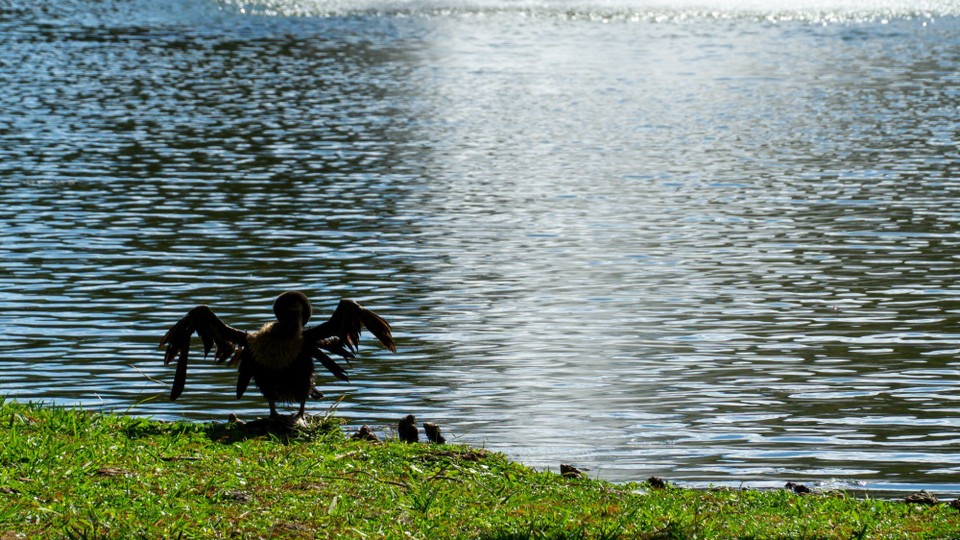 USA - Daytona Beach - Auch wenn man kaum noch welche hat. Ob es so aussieht, wenn der Falke angegriffen hat?