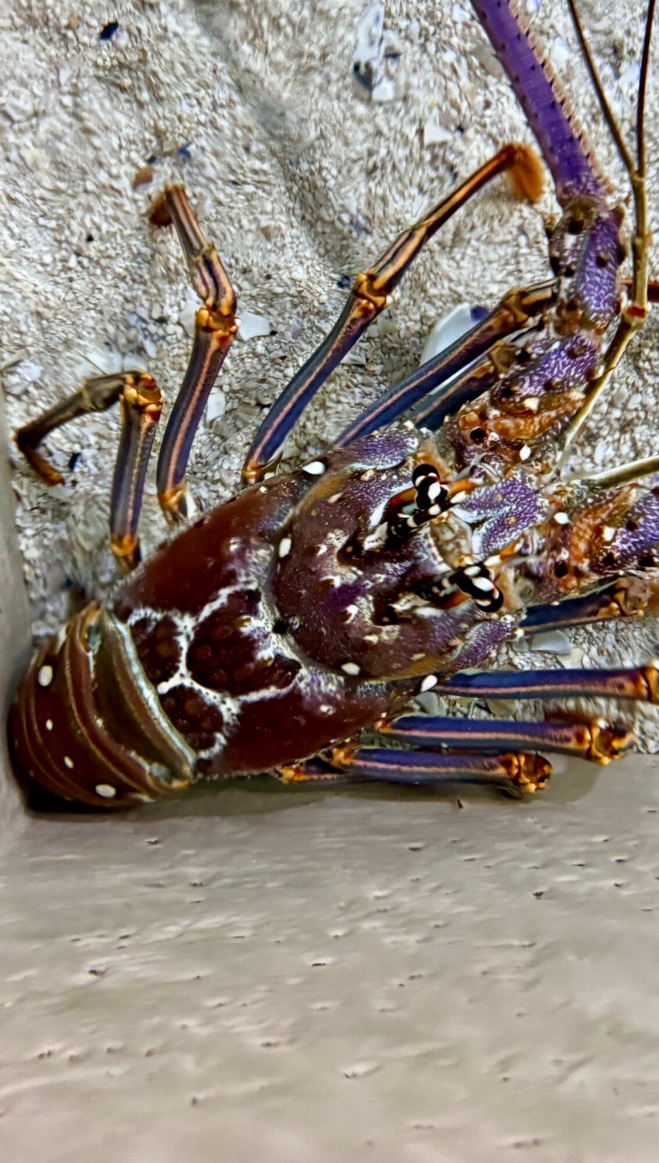 Vereinigte Staaten - Tampa - 