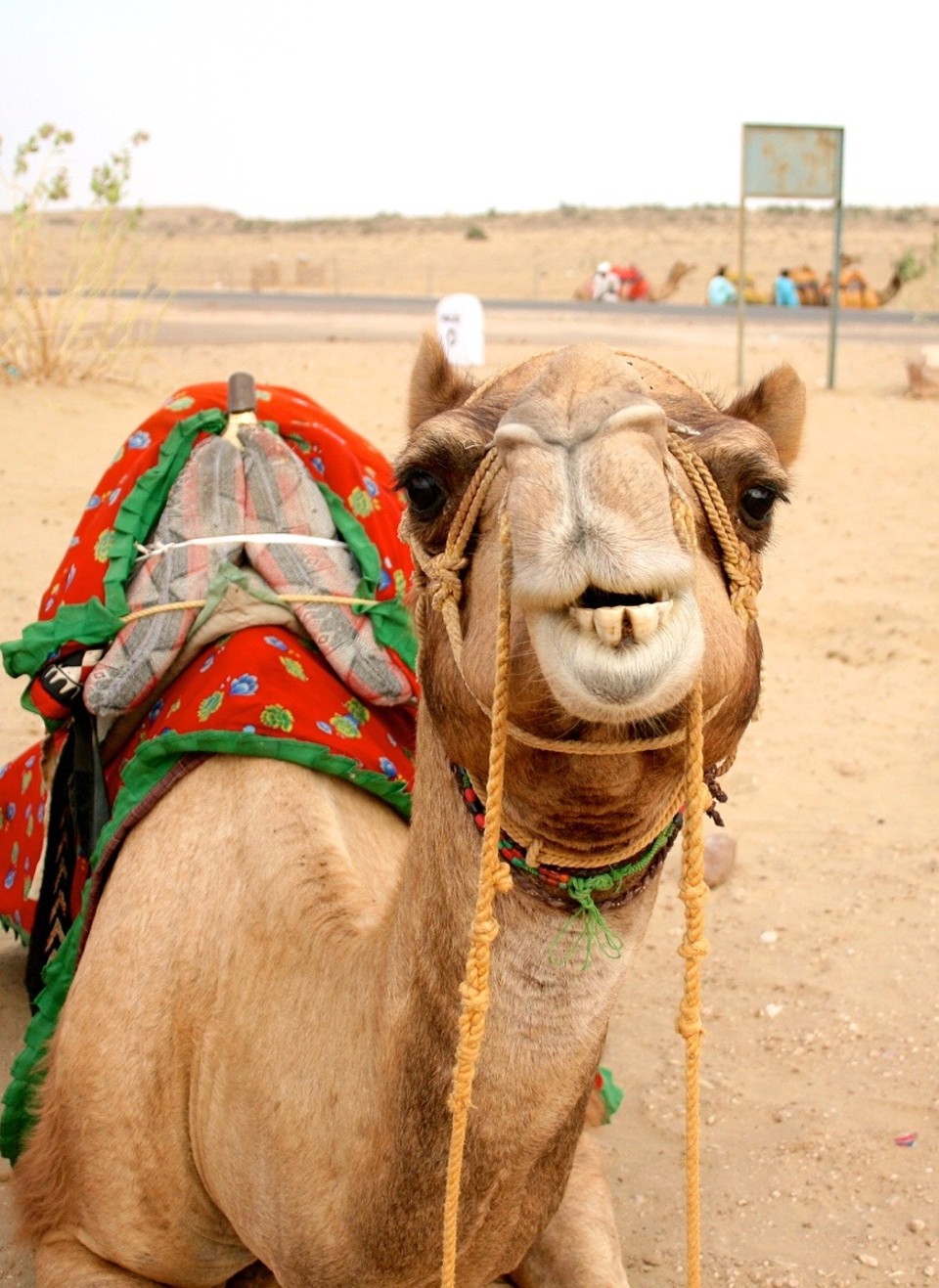 Thar Desert -  - 