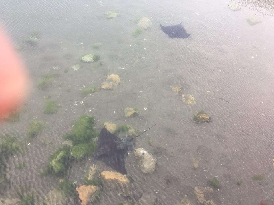 Neuseeland - Te Aro - Auf dem Weg ins Museum sehen wir zwei Stachelrochen im Hafen.