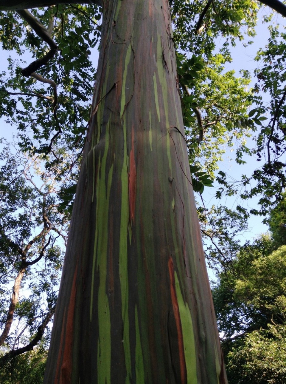 Sri Lanka - Peradeniya - 