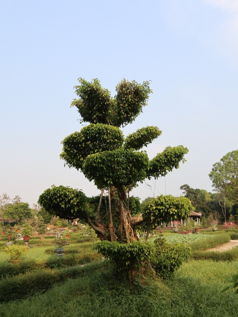 Vietnam - Huế - Bonsai über Bonsai