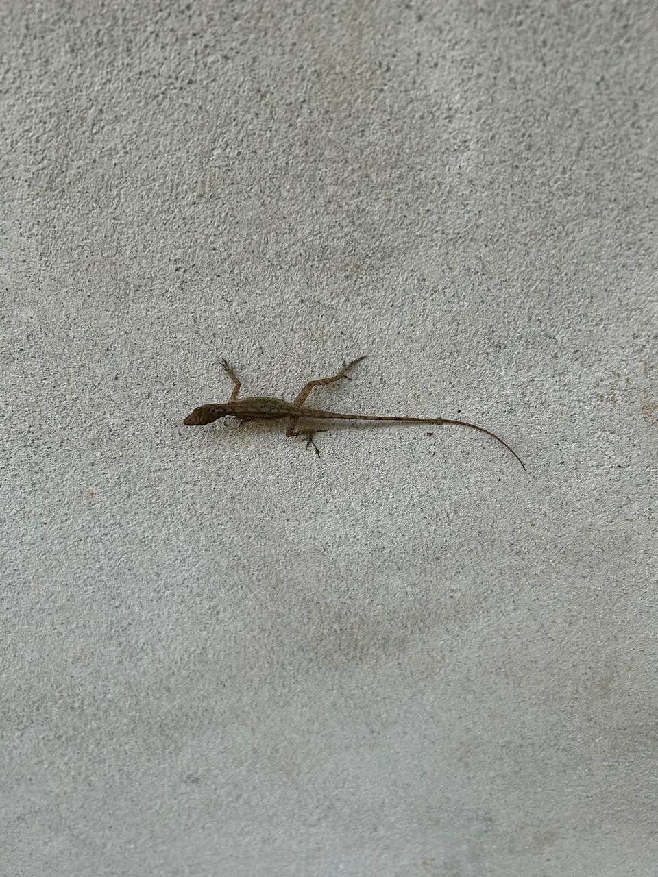 Costa Rica - Nationalpark Corcovado - 