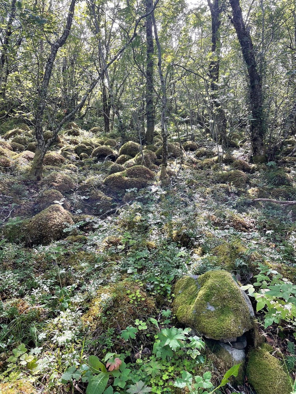 Norwegen - Brønnøysund - Erst geht’s durch den Troll-Wald…