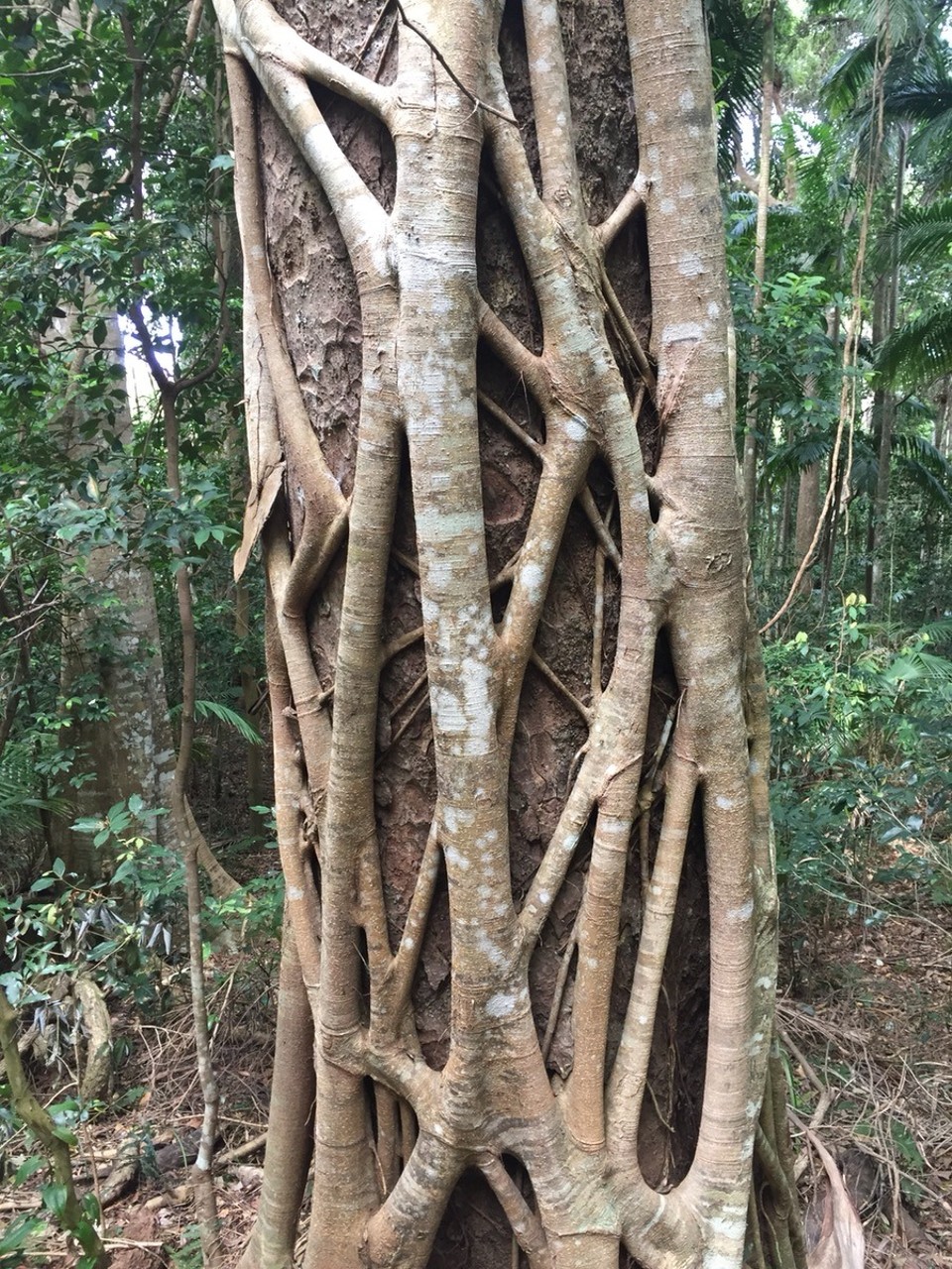  - Australia, Port Macquarie, Sea Acres National Park - 