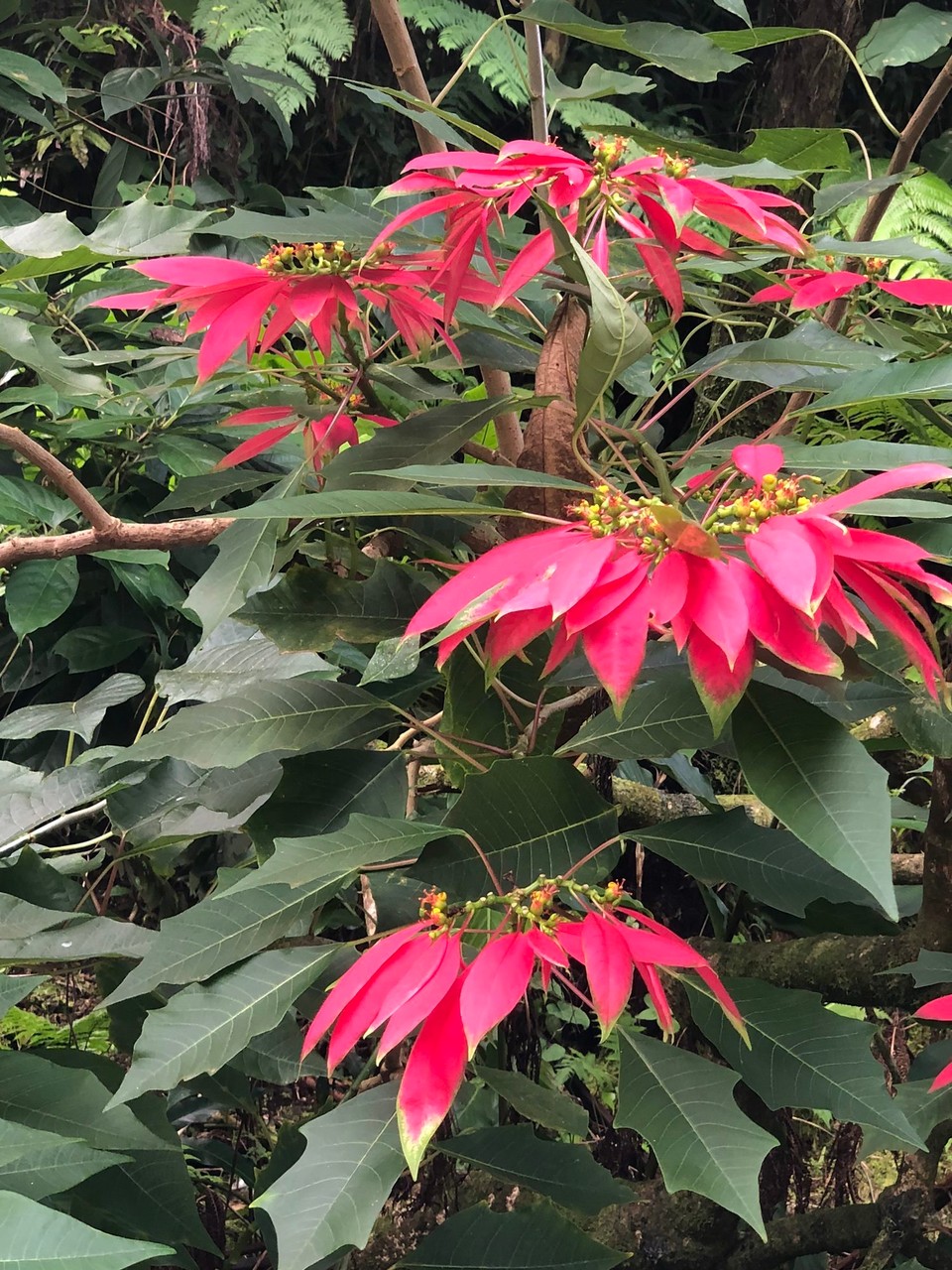 Dominica -  - Weihnachtsstern als Riesen Baum