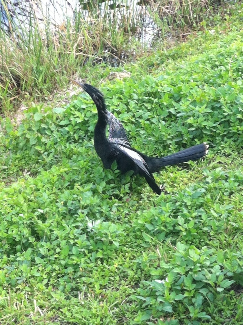 Egyesült Államok - Homestead - 