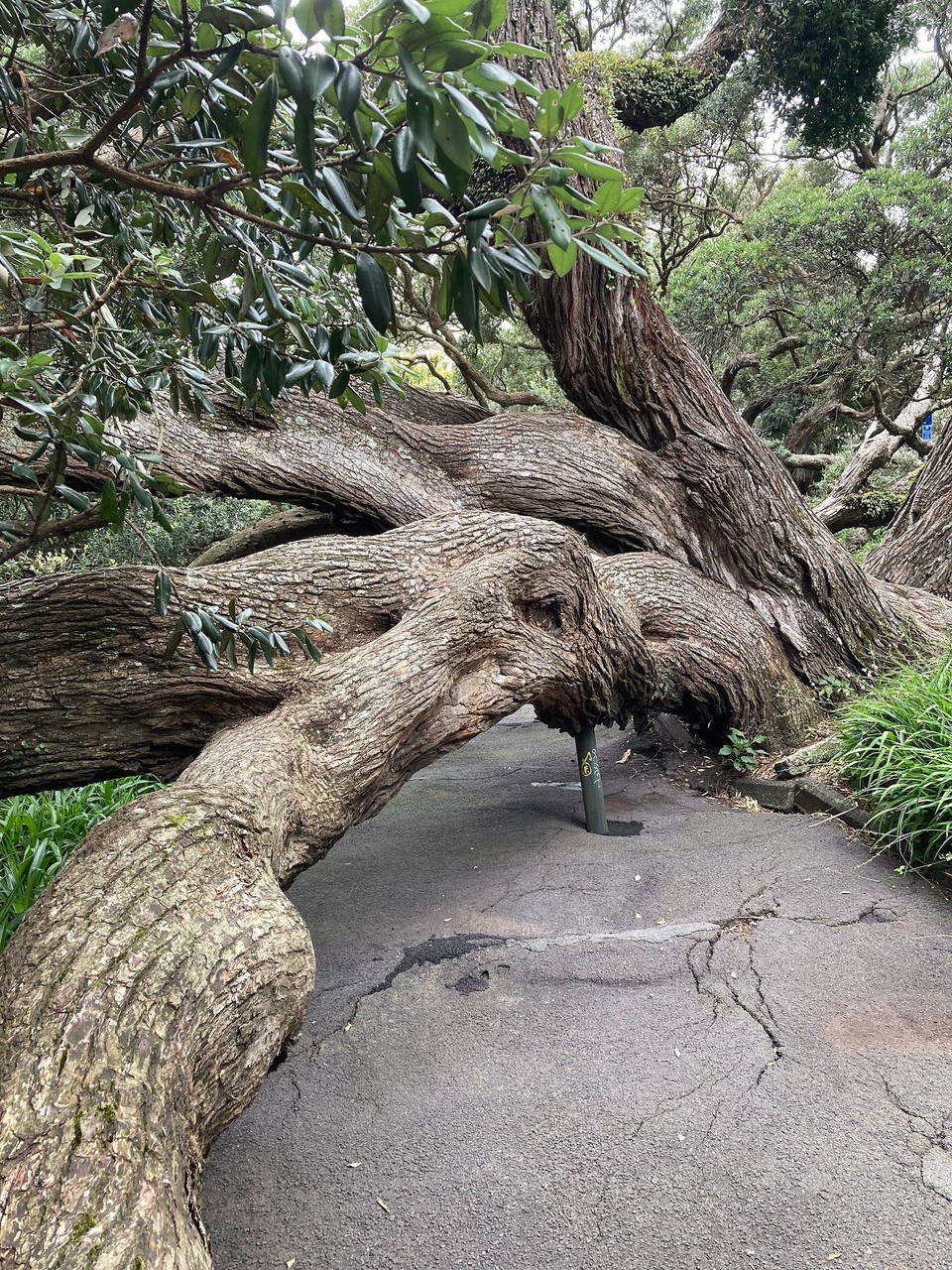 Neuseeland - Auckland - Die Bäume dürfen nicht geschnitten werden 🤷🏻‍♀️