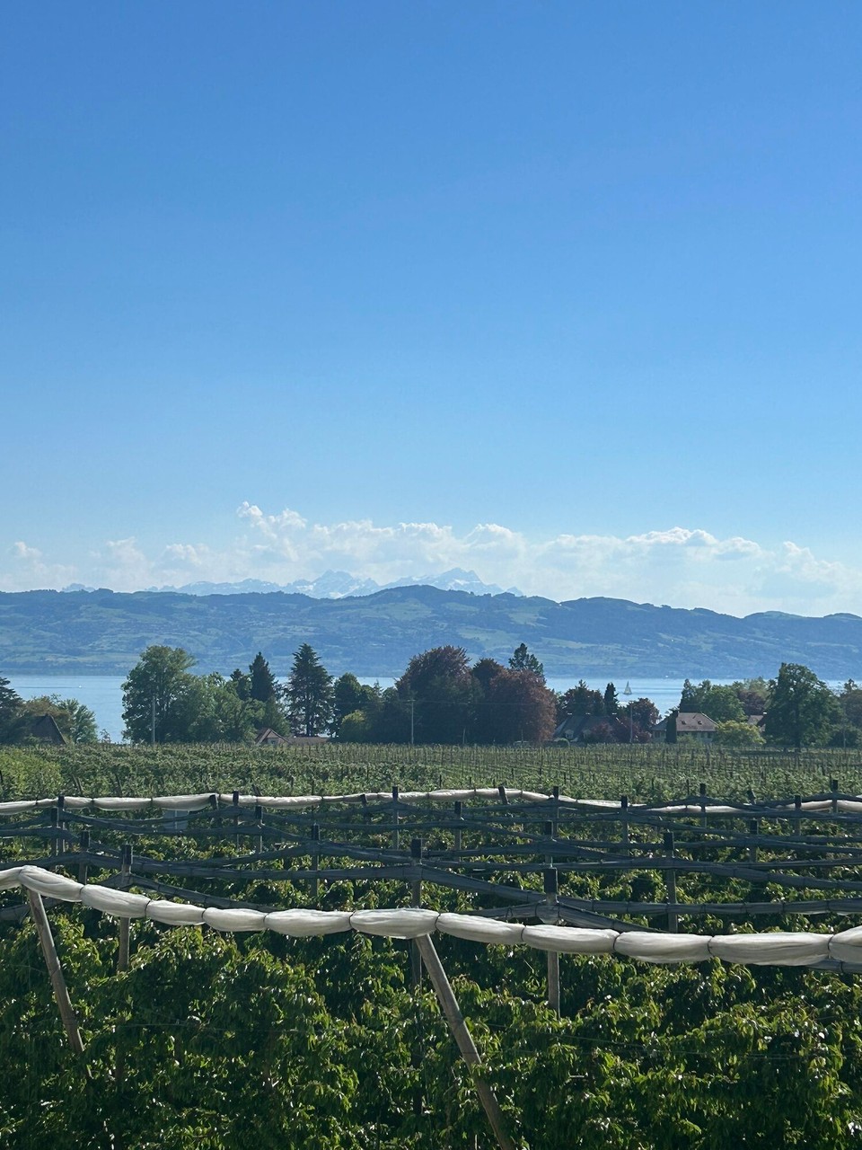 Deutschland - Wasserburg (Bodensee) - 