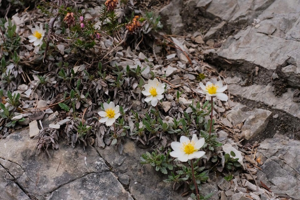 Österreich - Scharnitz - 