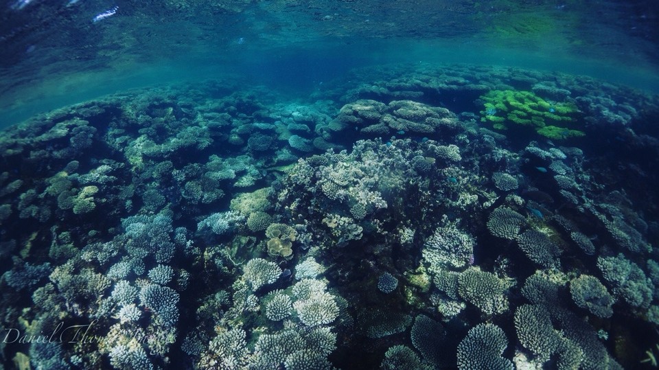 Australien -  - Das wunderschöne Korallenriff -> Ningaloo Reef 🐚🐠🐢