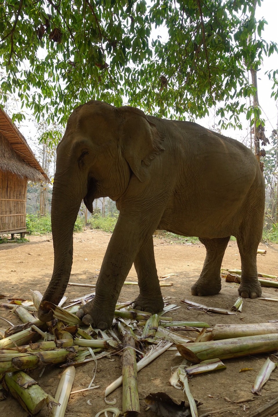 Laos - Luang Prabang - Bryter opp og spiser banantrestammer.