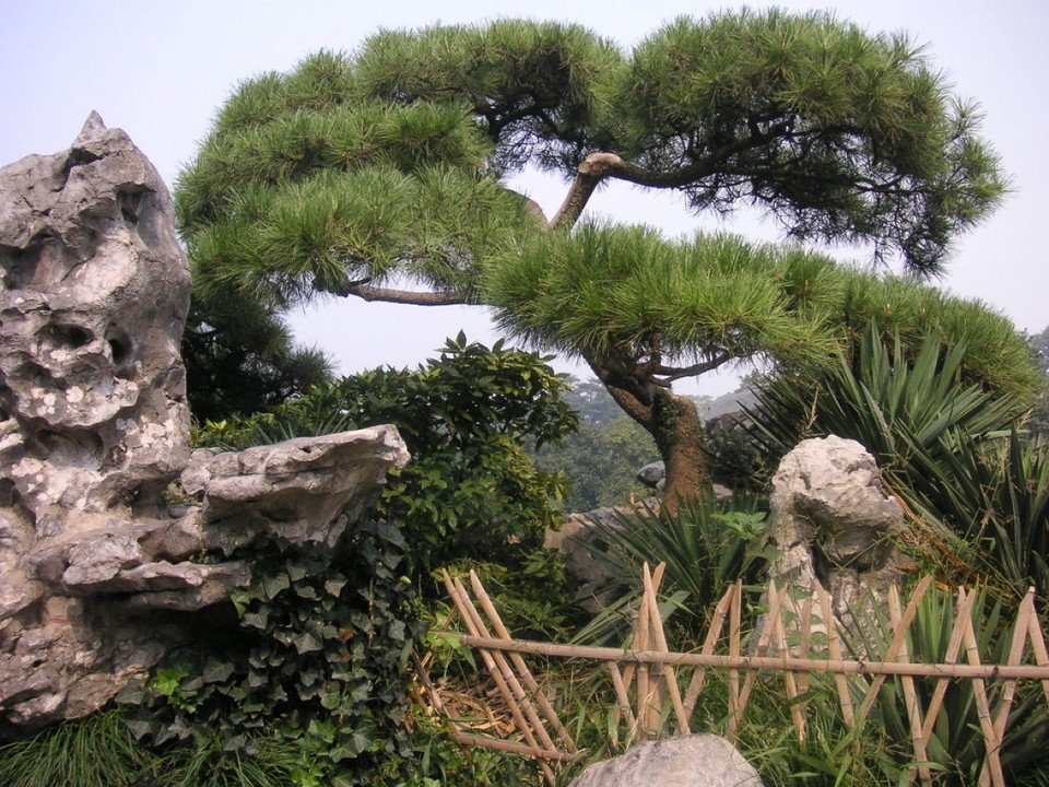 China - Hangzhou - chinesische Kiefer
