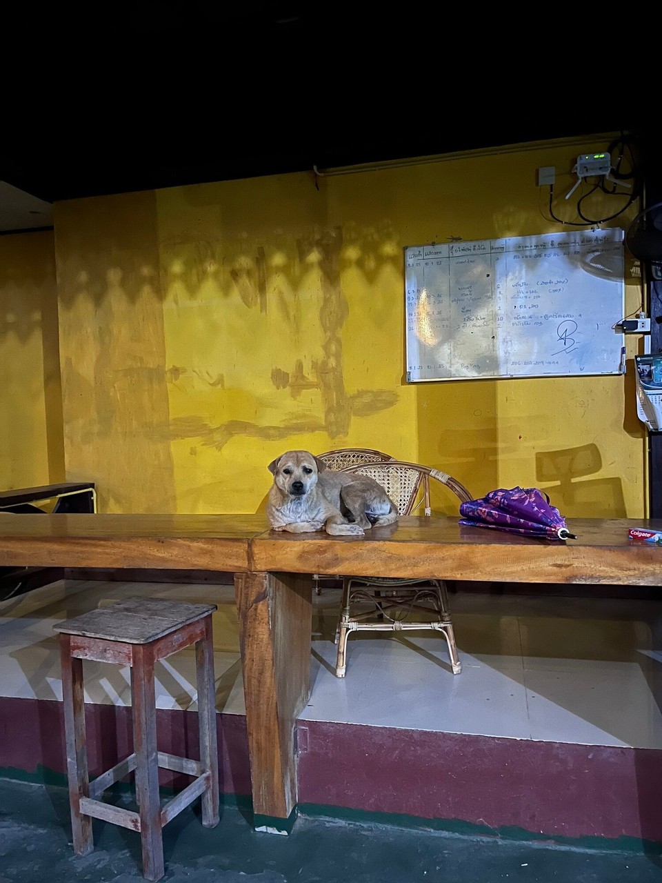 Laos -  - Dogceptionist