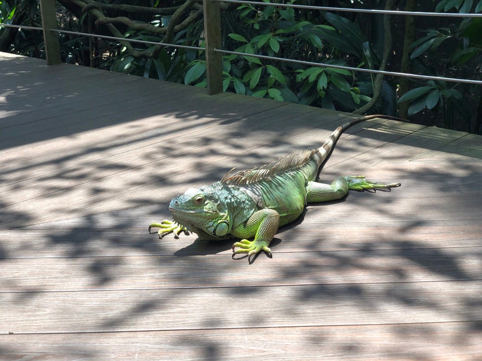 Singapur - Macpherson - 