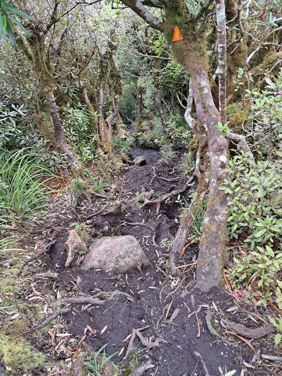 Neuseeland - Puketotara - 