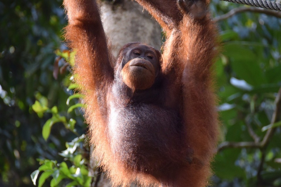 Malaysia - Kuching - 