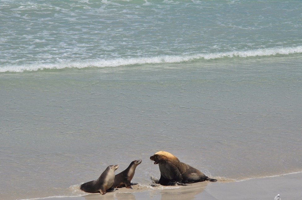 Australien - Vivonne Bay - Seal Bay