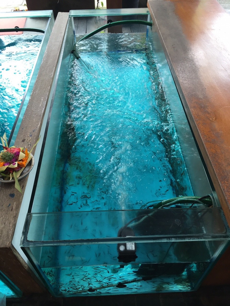 Indonesien - Gianyar - Das Becken mit den "Knabberfischen"