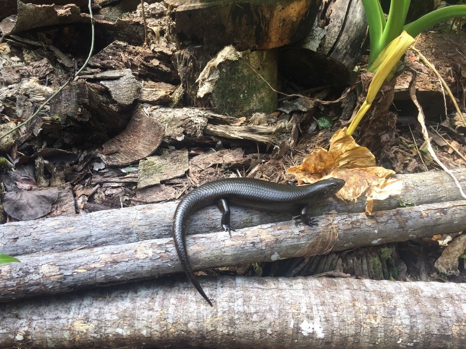  - Australia, Port Macquarie, Sea Acres National Park - 