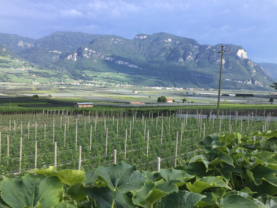 Italien - Tramin an der Weinstraße - 