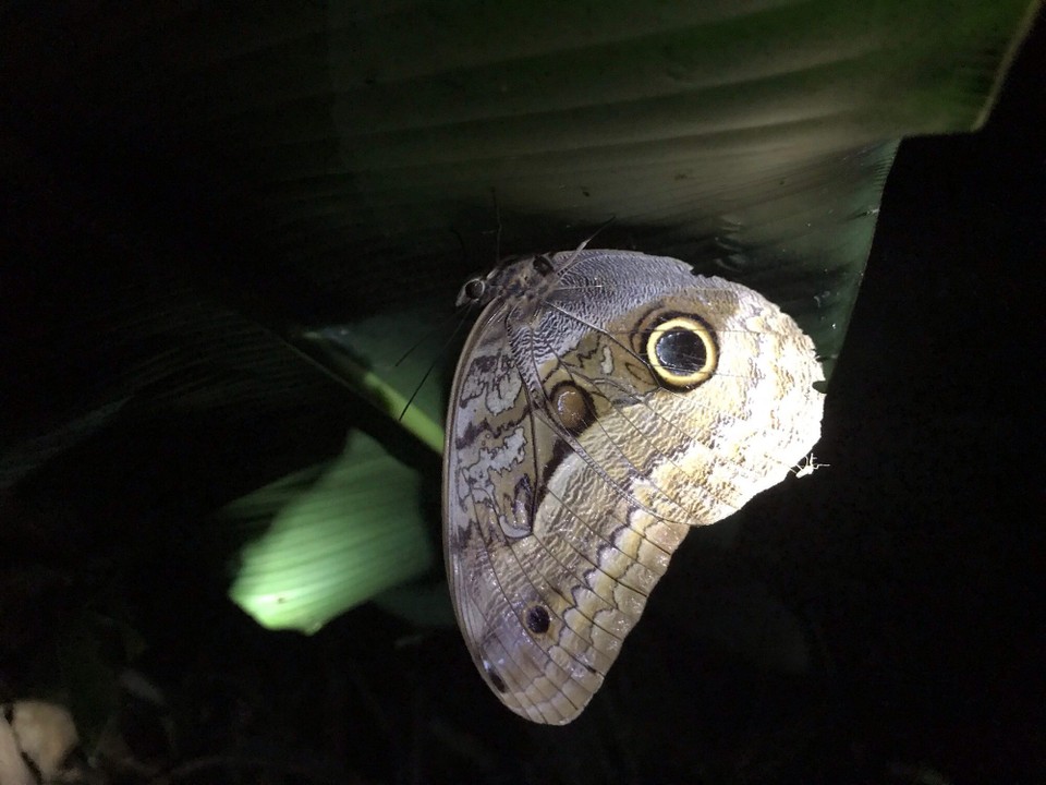 Costa Rica - San Carlos - 