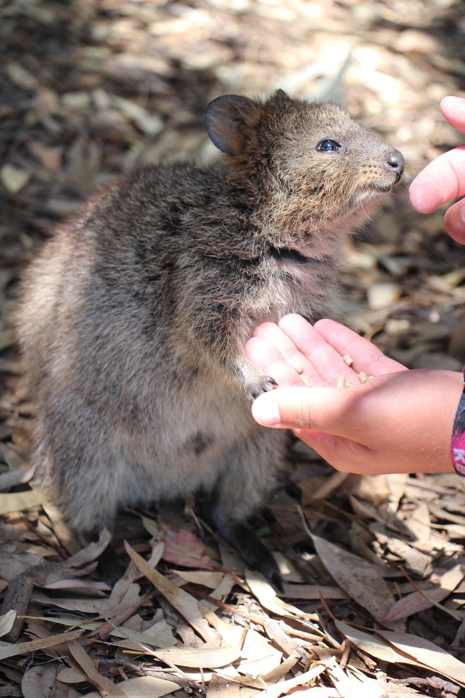 Australien - Rottnest Island - 