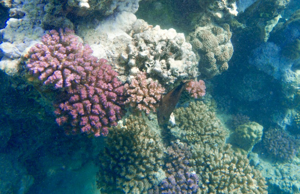 Ägypten -  - Erster Stop Marsa Shuni.