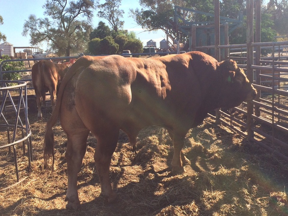  - Australia, Finley 2713 - How a good looking Limousine Bull looks! And he doesn’t even go to the gym. 