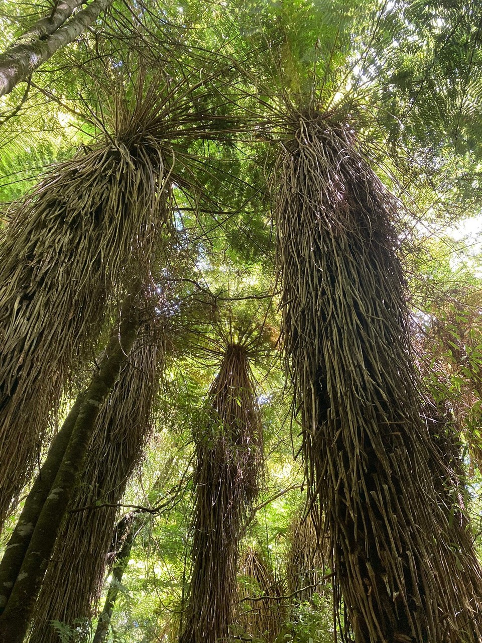 Neuseeland - Raetihi - 