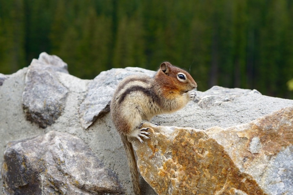 Kanada - Canmore - 