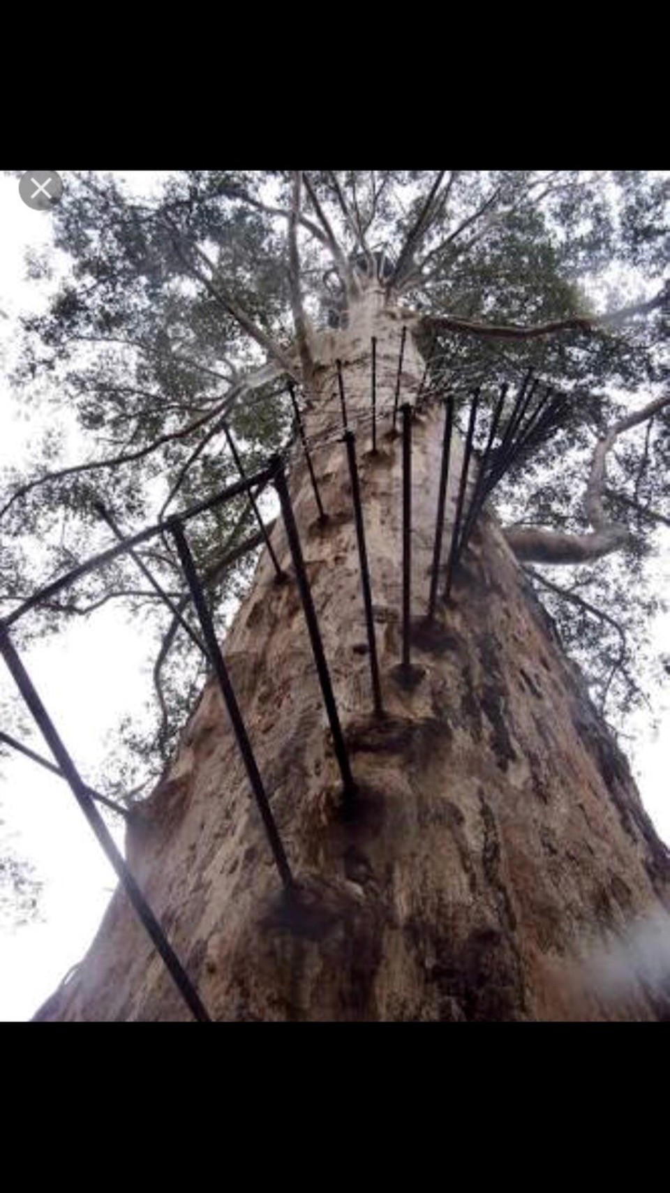  - Australia, Cosy Corner, Torbay Inlet - Gloucester Tree.. this is what I had to climb !