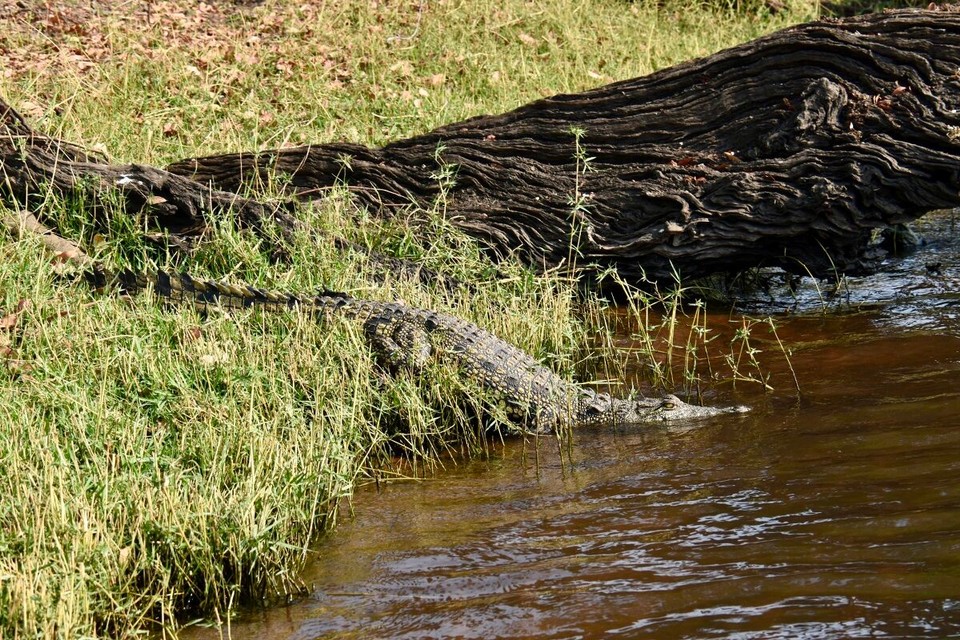 Botsuana -  - Auf der linken Flussseite liegt Botswana, der kleine Inselstreifen in der Mitte der Flusses gehört noch zu Namibia, und auf der rechten Seite des Flusses befindet sich Sambia.
Nach kurzer Zeit konnten wir das erste Krokodil entdecken, es war noch klein ca. 1,5 m, und sah nicht sehr gefährlich aus.