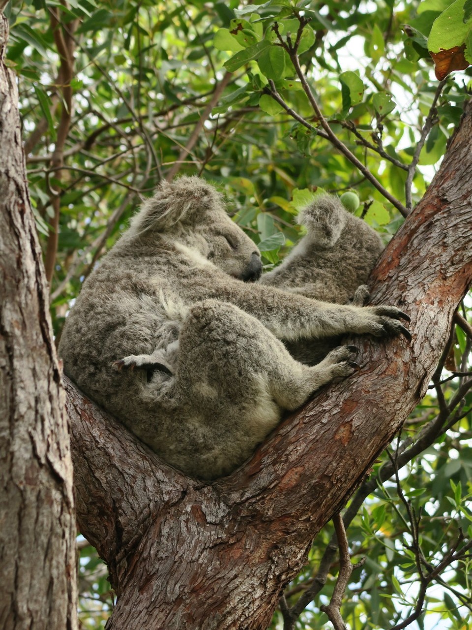 Australia - Magnetic Island - Une mère et son petit