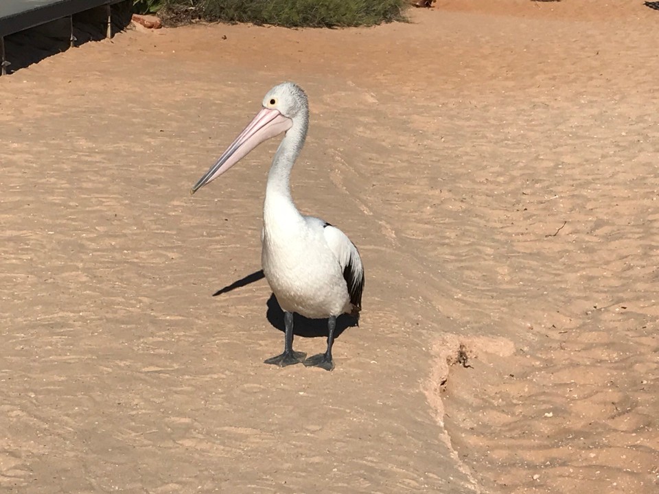 Australien - Denham - Pelikan am Manky Mia Beach