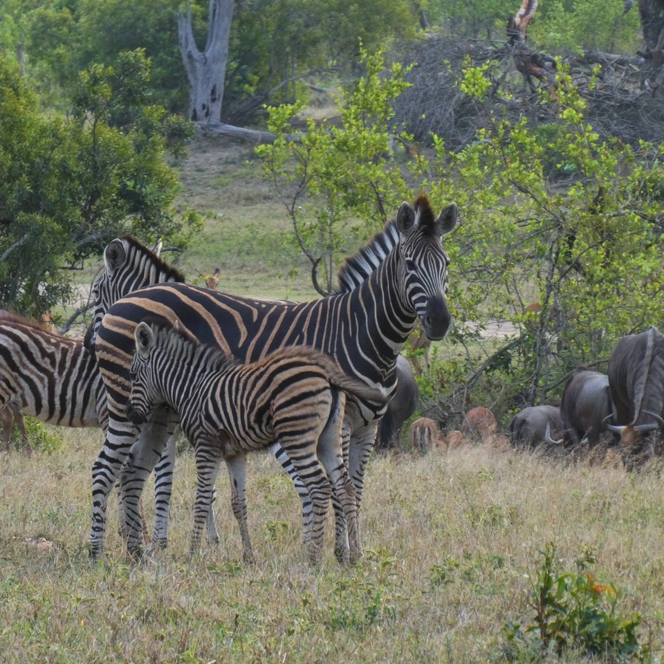 Südafrika - Kruger-Nationalpark - 