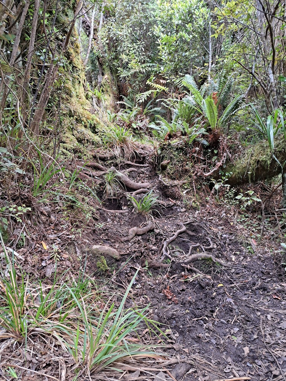 Neuseeland - Puketotara - Immer wieder durch den Sumpf 