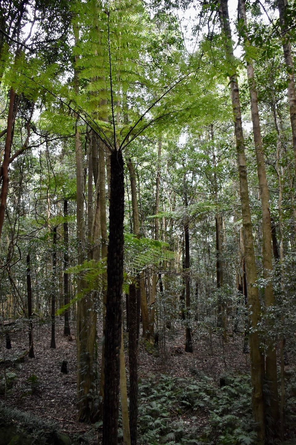 Australien - Blue Mountains National Park - Im Tal fanden wir es weniger interessant, Regenwald aus Eukalyptus Bäumen und riesigen Farnen, jedoch keine Tiere zu sehen.