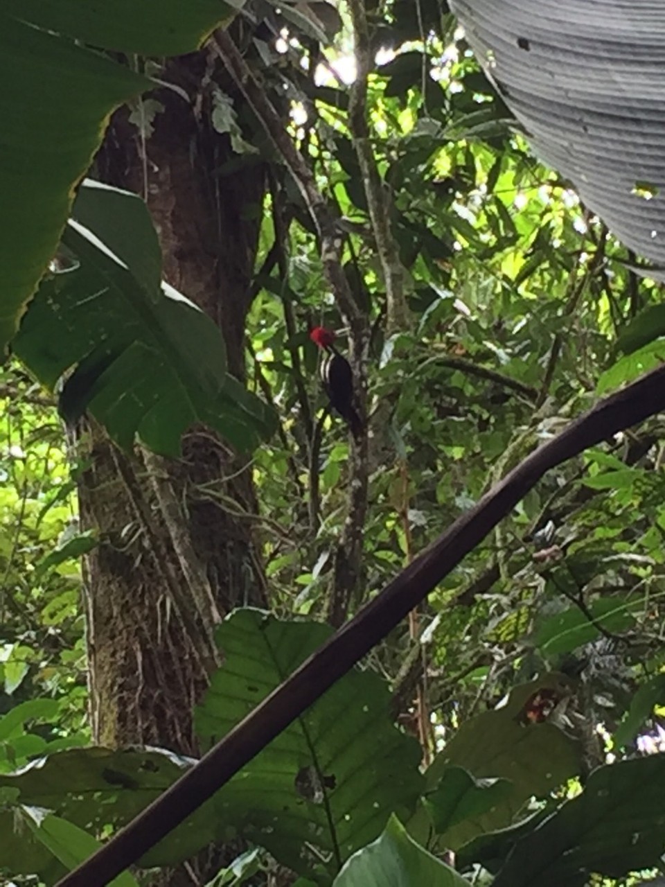 Costa Rica - Pococí - 