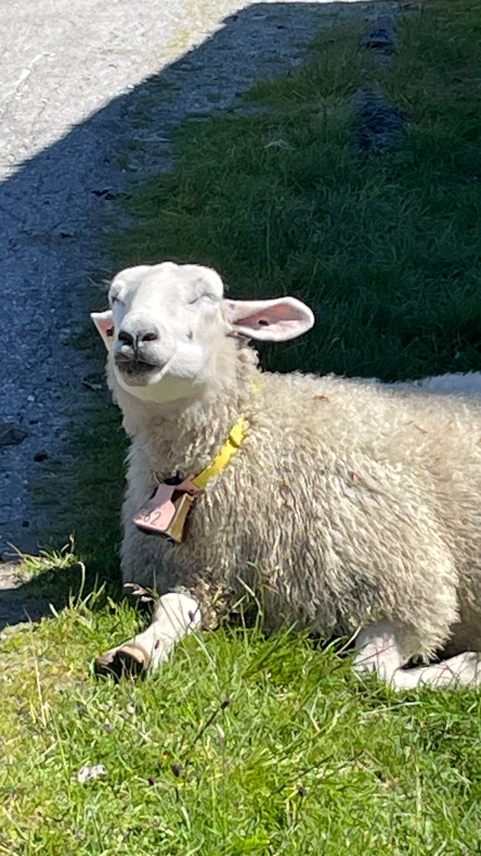 Norwegen - Fossbergom - Genußschaf 