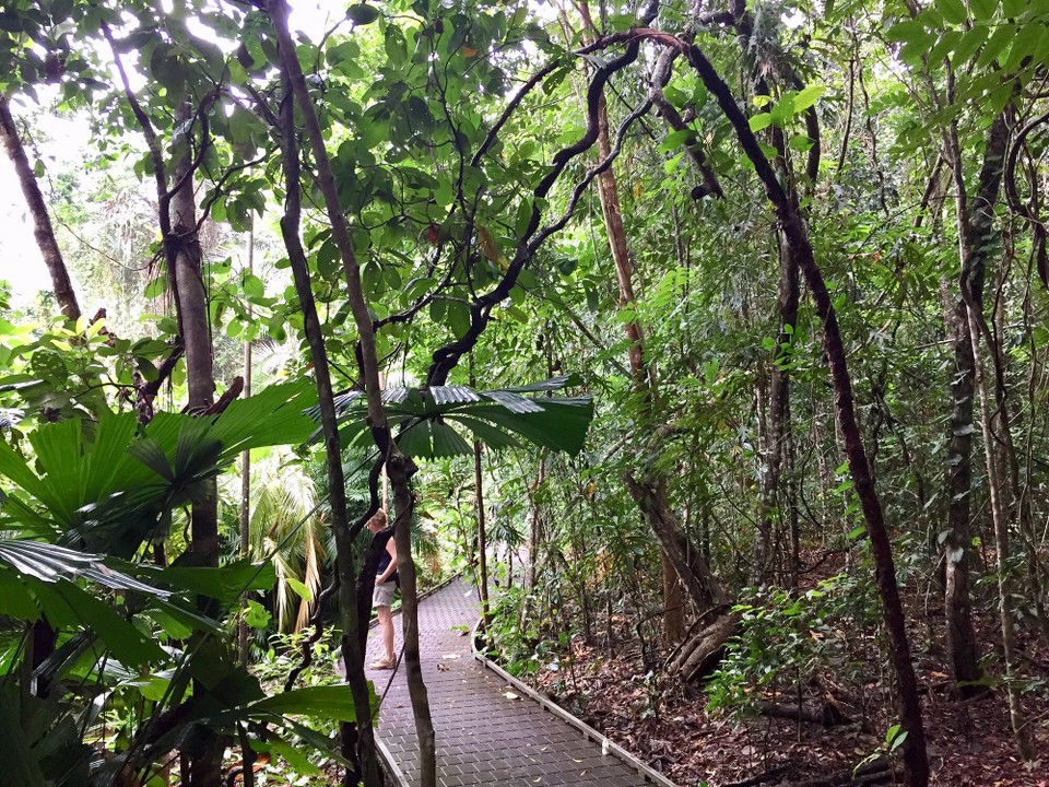 Australien - Cape Tribulation - 