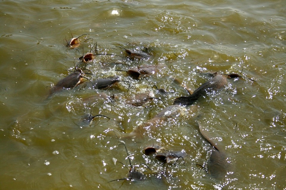 Jaisalmer - Jaisalmer - big fish