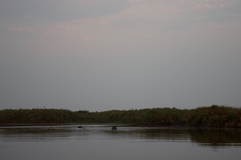 Botsuana - Nwanaeanoka - 🦛 