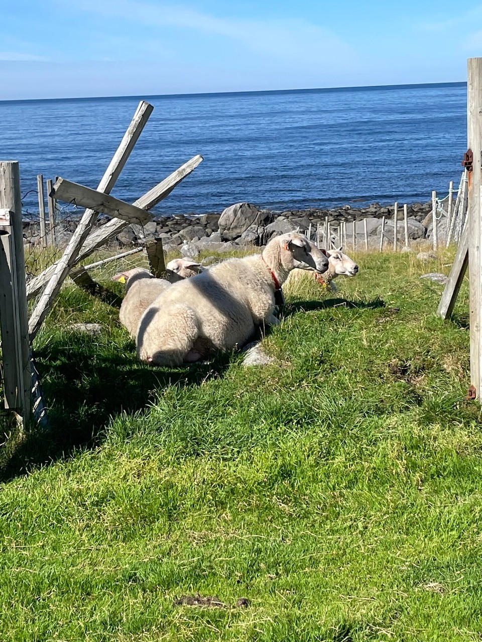 Norwegen - Bøstad - 