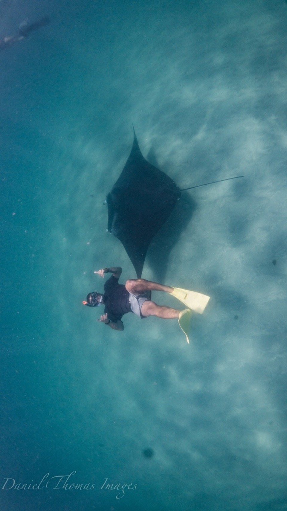 Australien -  - ....Begegnung mit einem Mantaray 