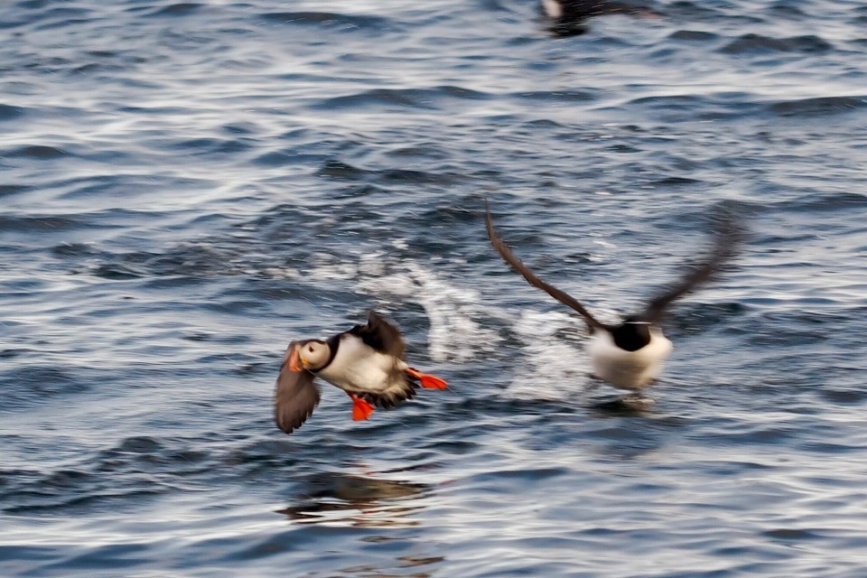 Norwegen - Honningsvåg - 